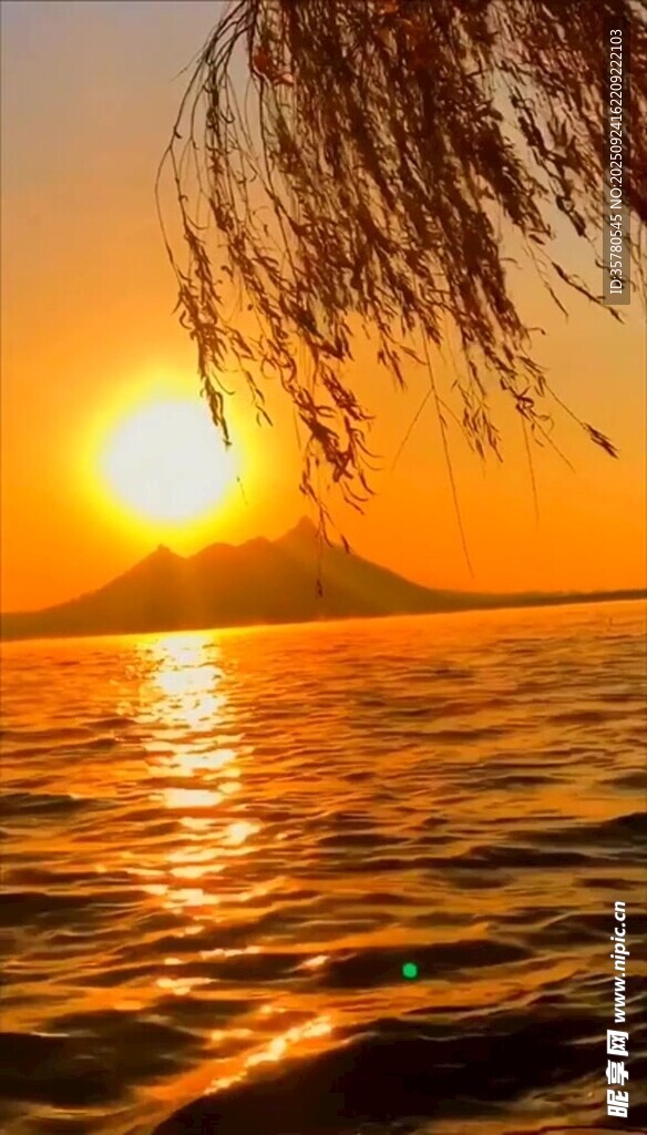 夕陽下的海面與搖曳柳枝