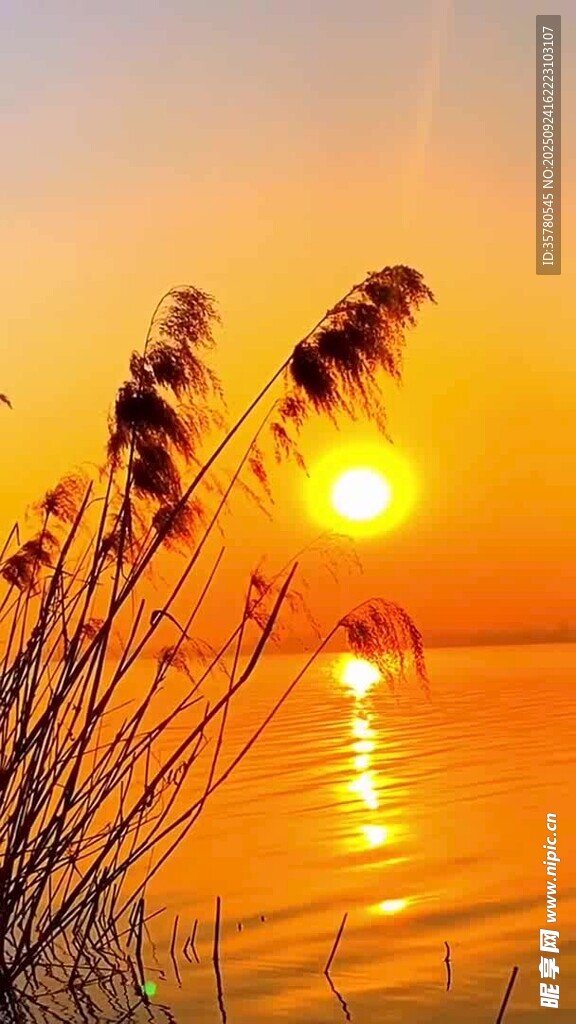 夕陽下的蘆葦與波光海面