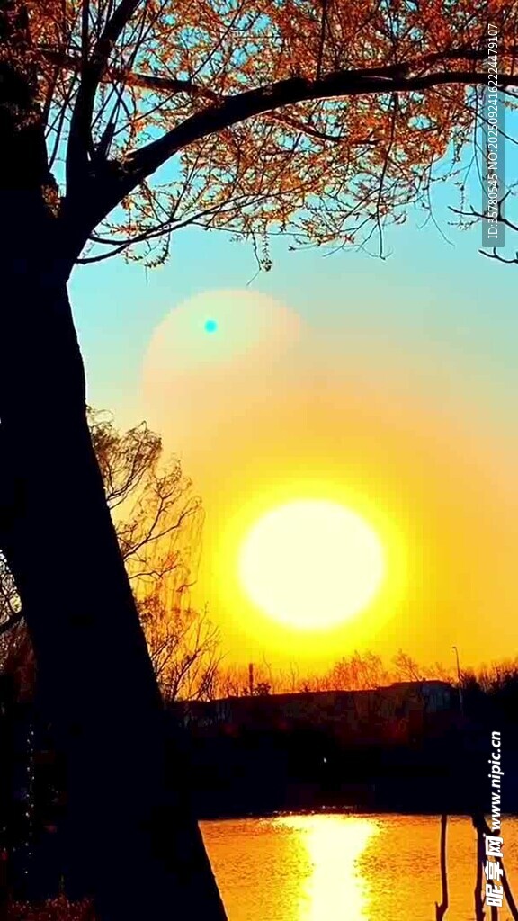 湖畔夕陽下的樹木美景