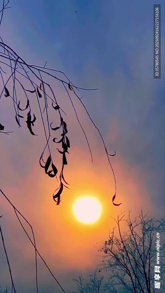 夕陽(yáng)下的柳枝與飛鳥(niǎo)