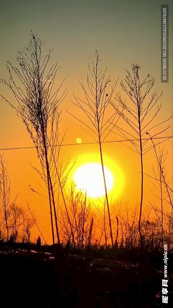 夕陽下的枯樹林景觀