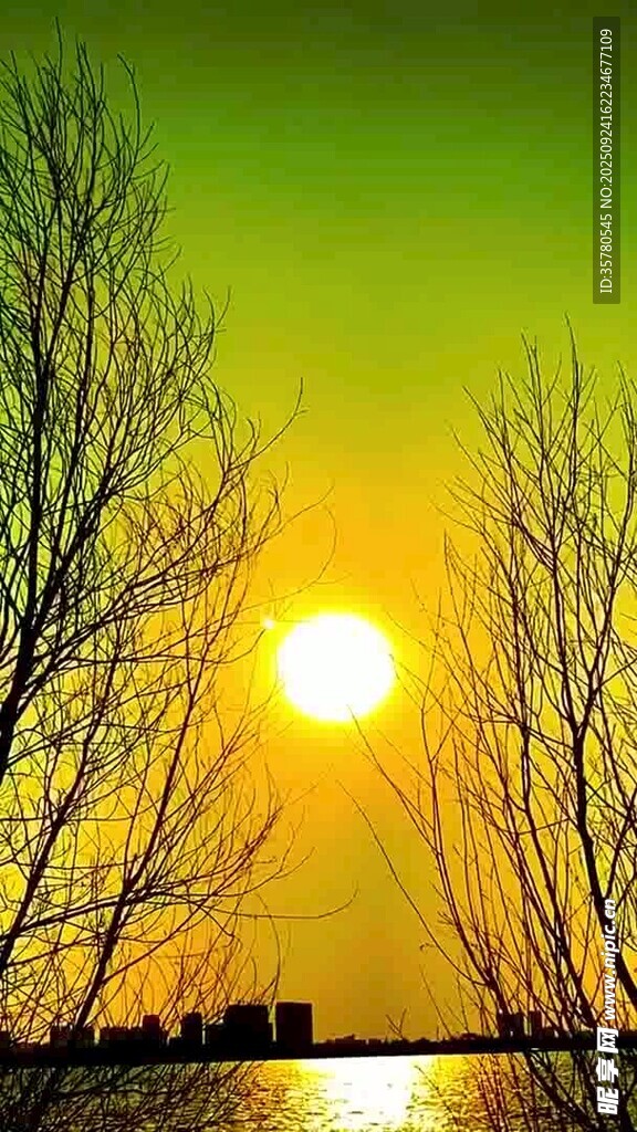 夕陽下的枯樹與水面景色