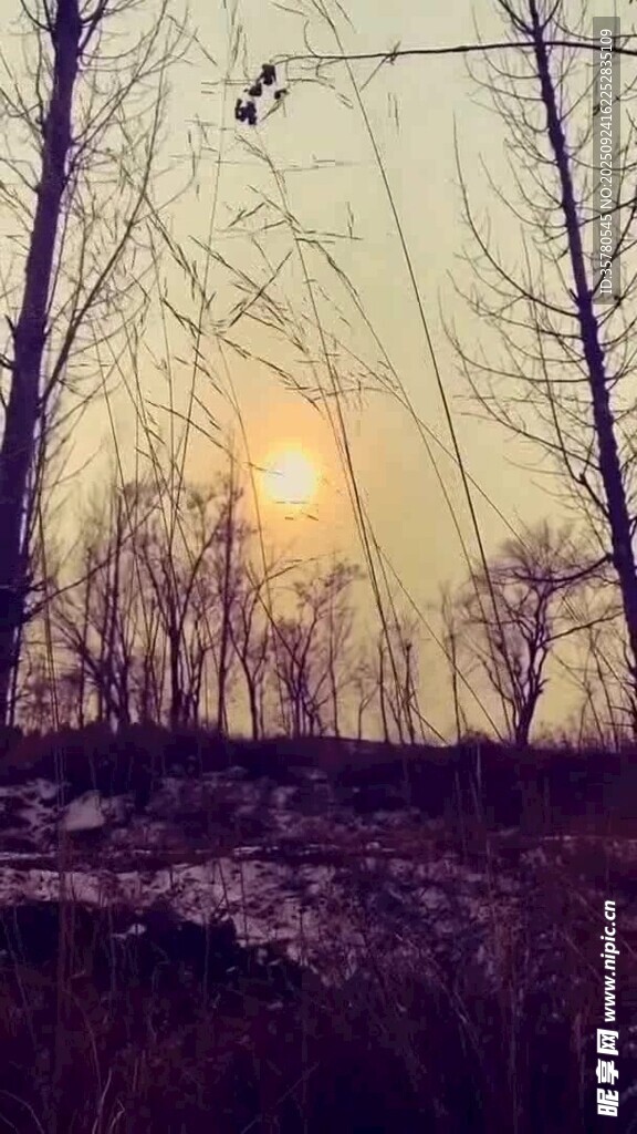 夕陽(yáng)下的枯樹(shù)林景觀