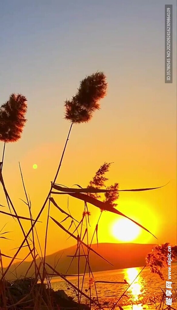 夕陽下的蘆葦美景
