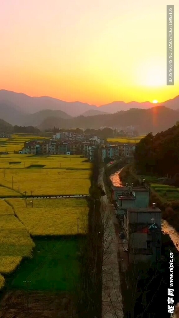 夕陽下的金黃田野美景