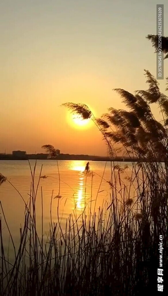 夕陽下的湖畔蘆葦美景