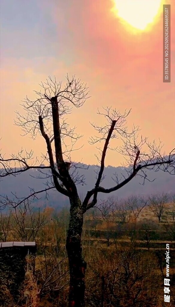 夕陽下的枯樹景觀