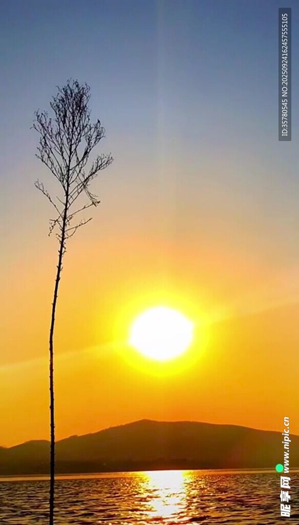 夕陽(yáng)下的孤樹(shù)與波光