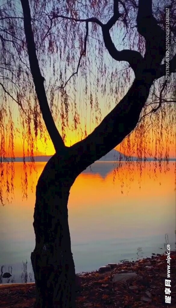 夕陽(yáng)下的垂柳與寧?kù)o湖水