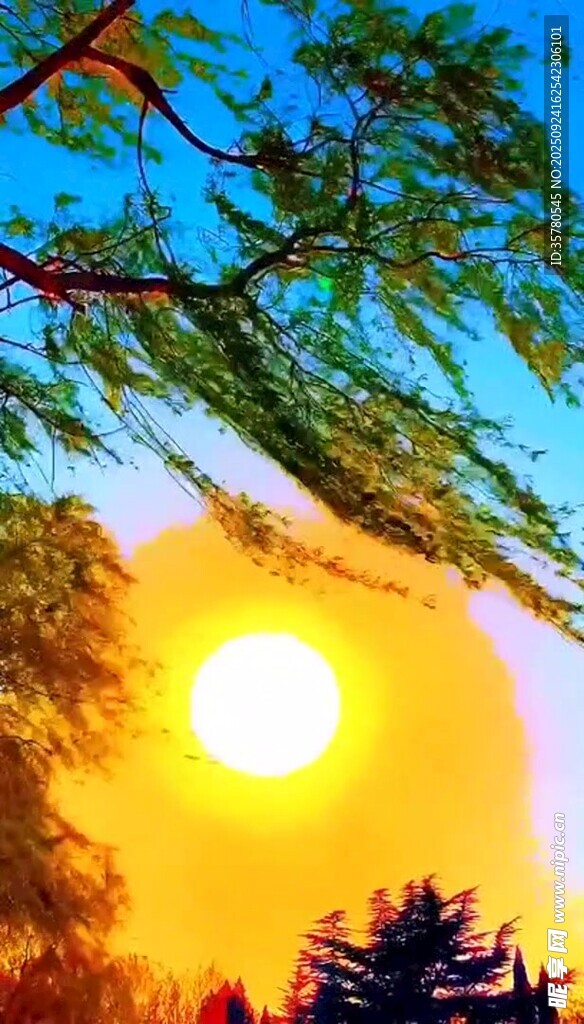 夕陽下的樹梢美景