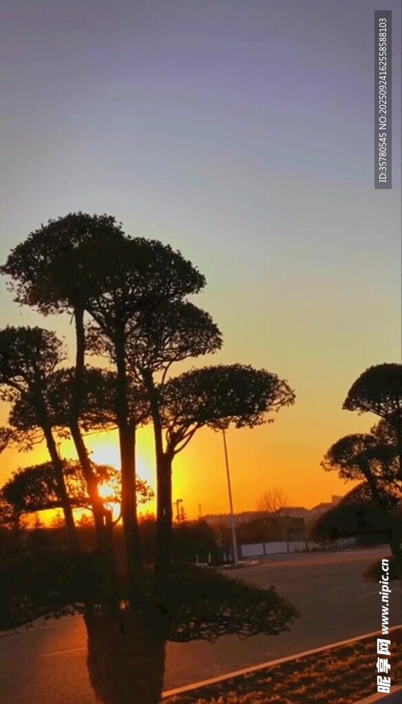 夕陽(yáng)下的海邊松樹(shù)美景