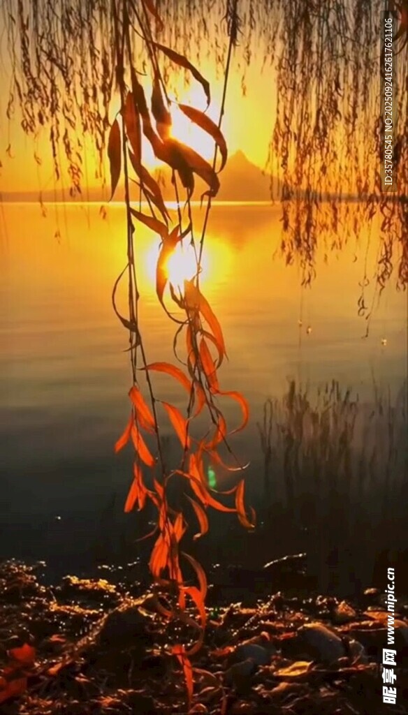 夕陽下柳枝垂于湖畔美景