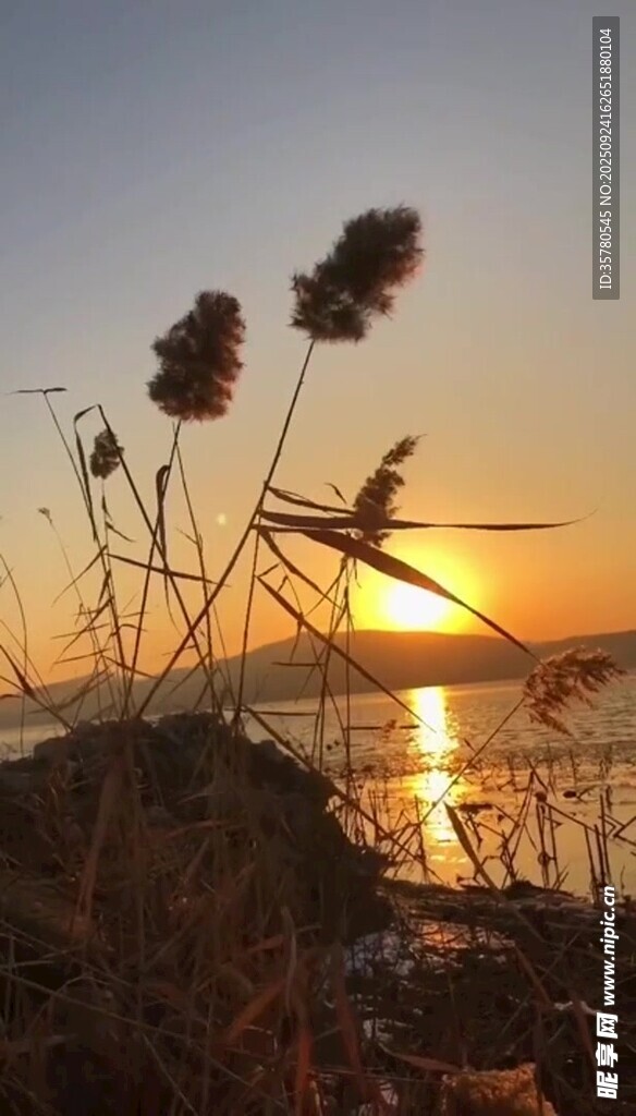 夕陽下的蘆葦與波光