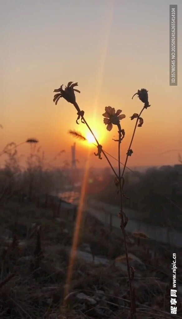 夕陽(yáng)下的花朵剪影