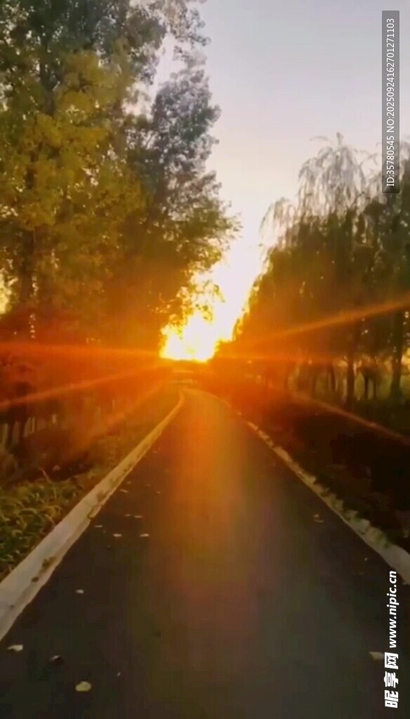 夕陽下的林間靜謐小路