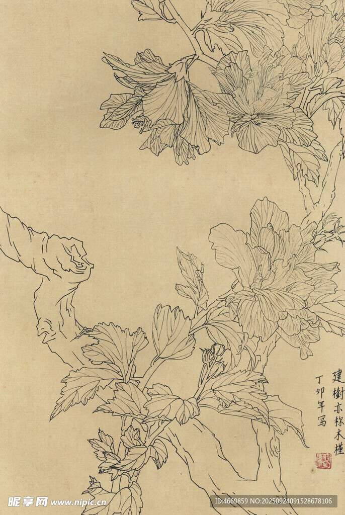 工筆花卉線描畫稿