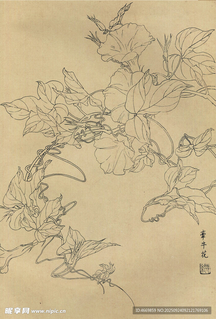 傳統(tǒng)工筆花鳥白描畫稿