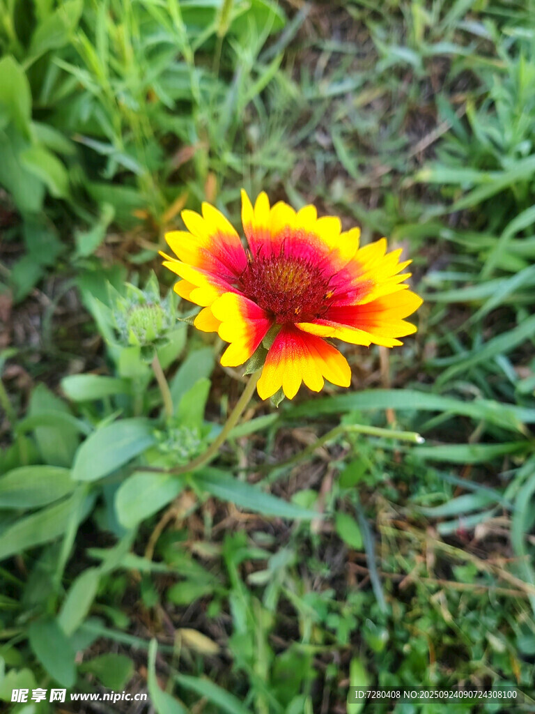 艷麗雙色花朵綻放草叢