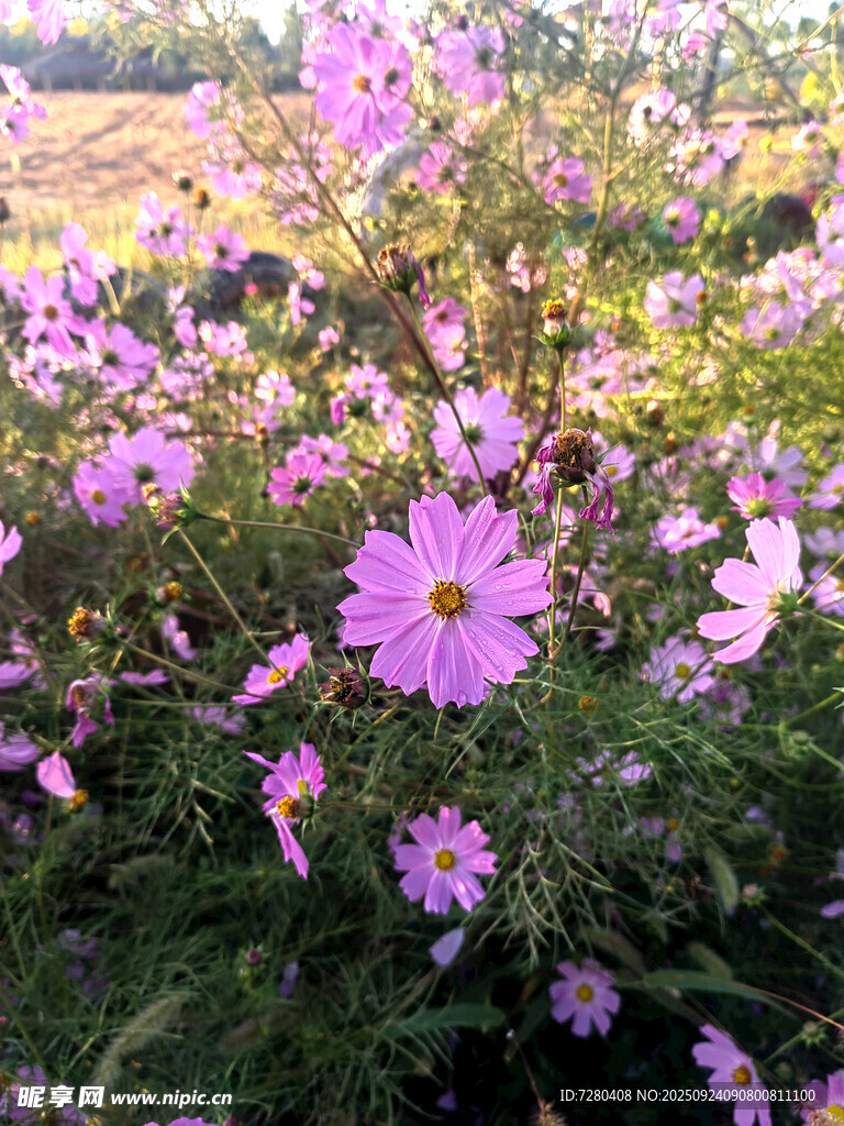 爛漫波斯菊綻放美景
