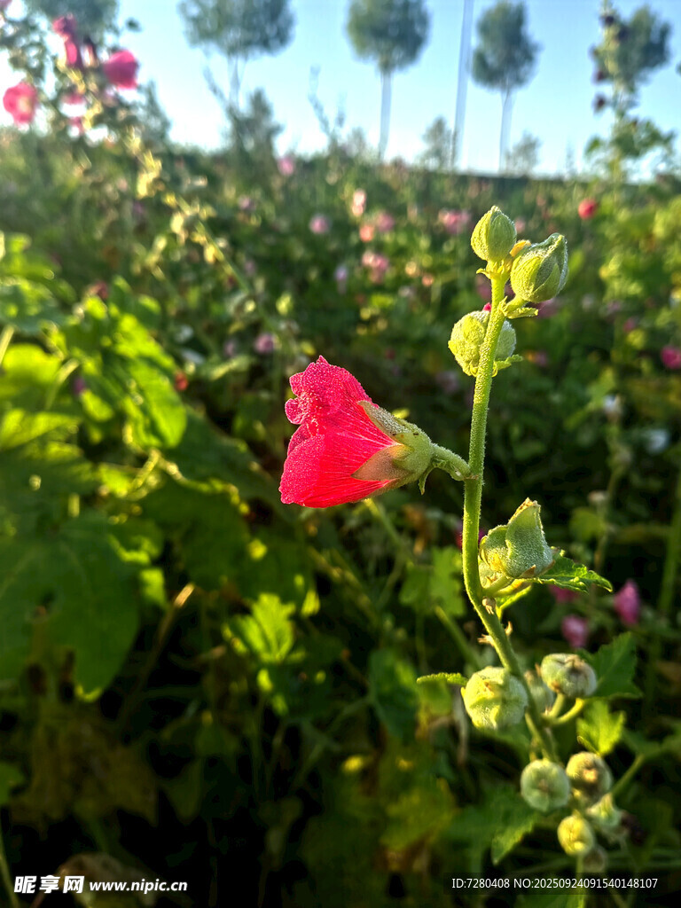 田野中的嬌艷紅花朵