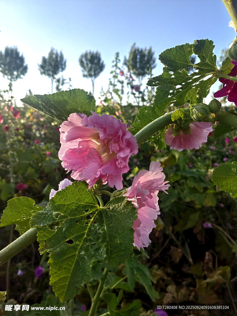 粉色蜀葵綻放于田園間
