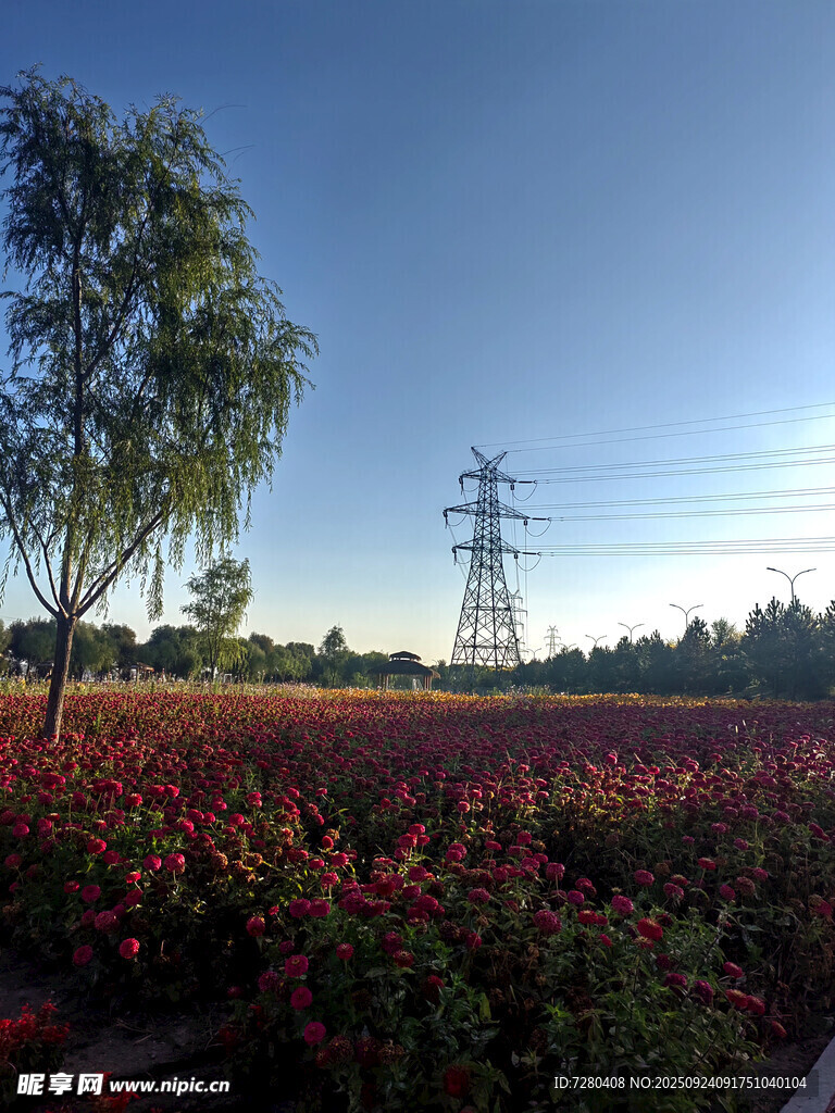 田野花海與遠處輸電塔