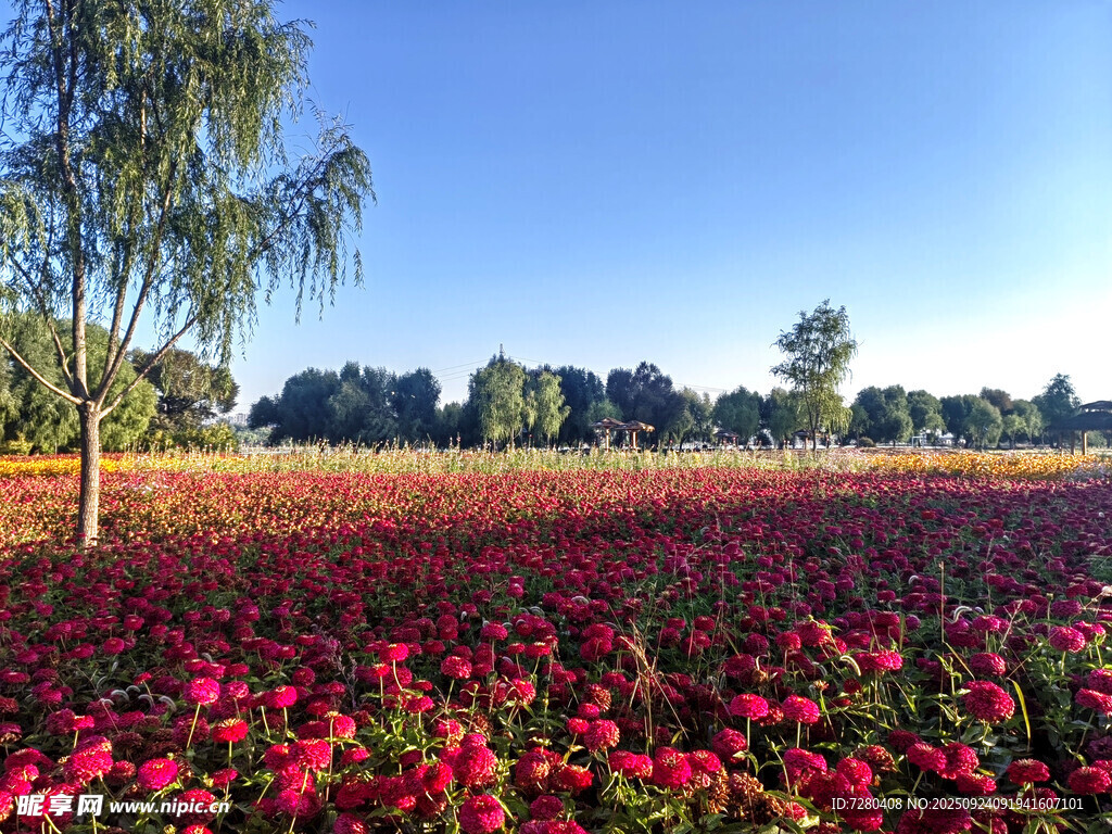 絢爛花海獨(dú)樹成景