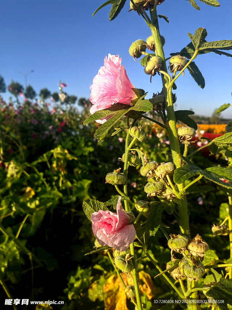 陽光下綻放的粉色芙蓉花