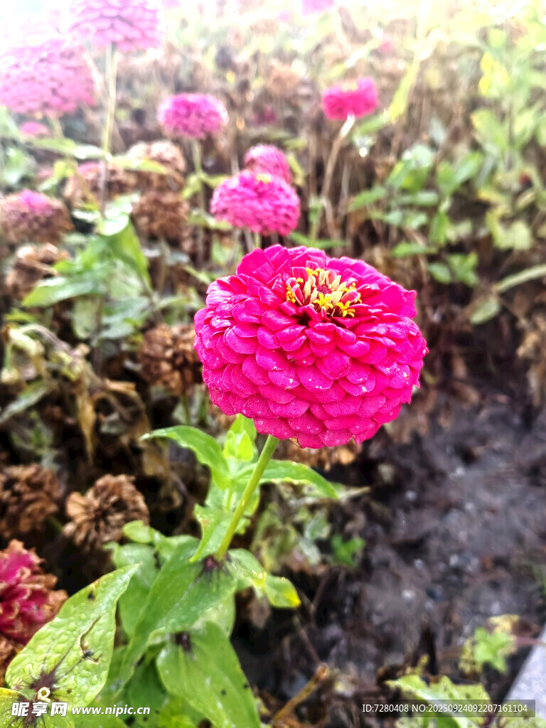 嬌艷綻放的粉色百日菊