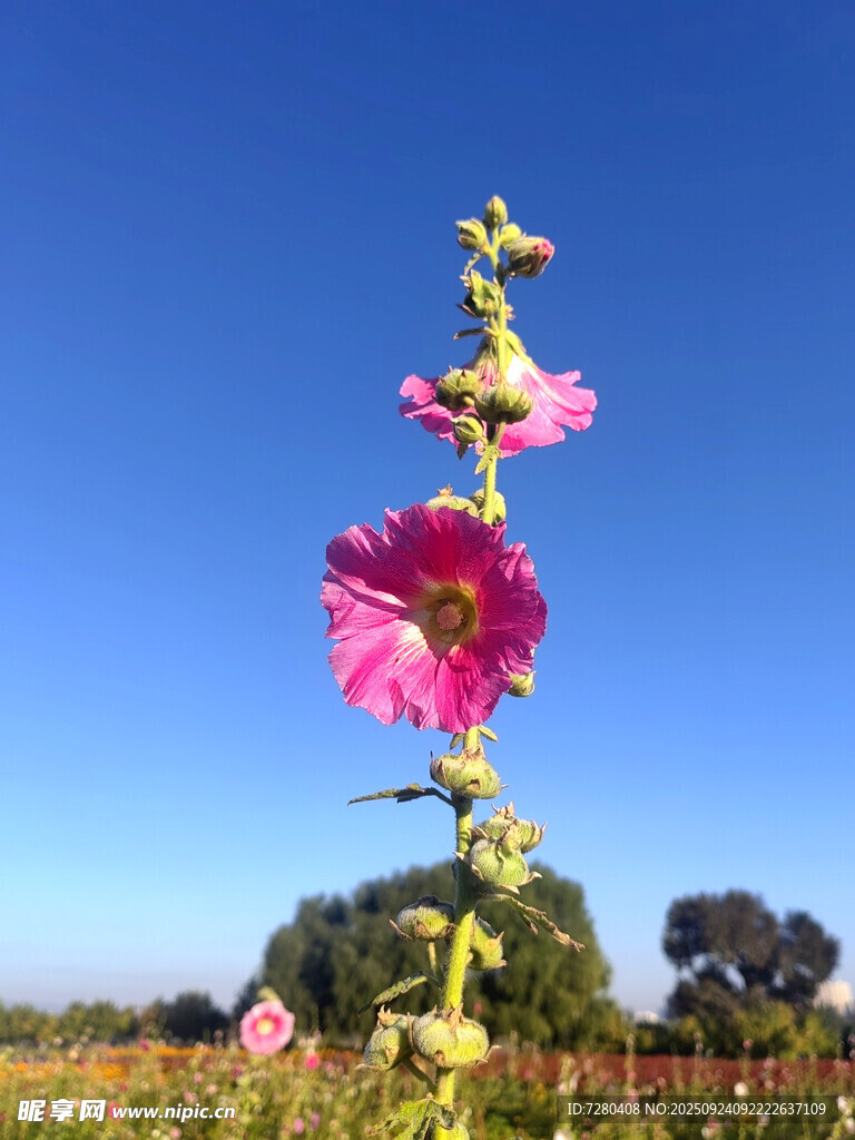 田野中綻放的美麗蜀葵花
