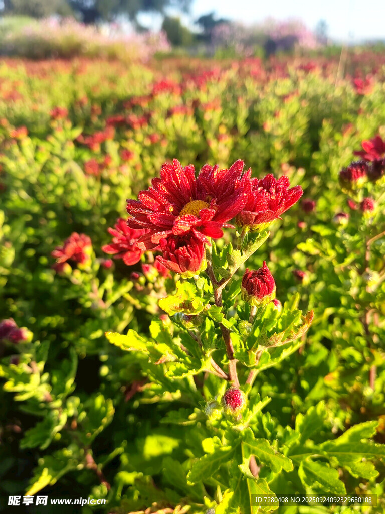 鮮艷紅花綻放于綠意間
