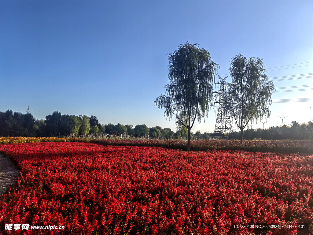 紅辣椒田美景