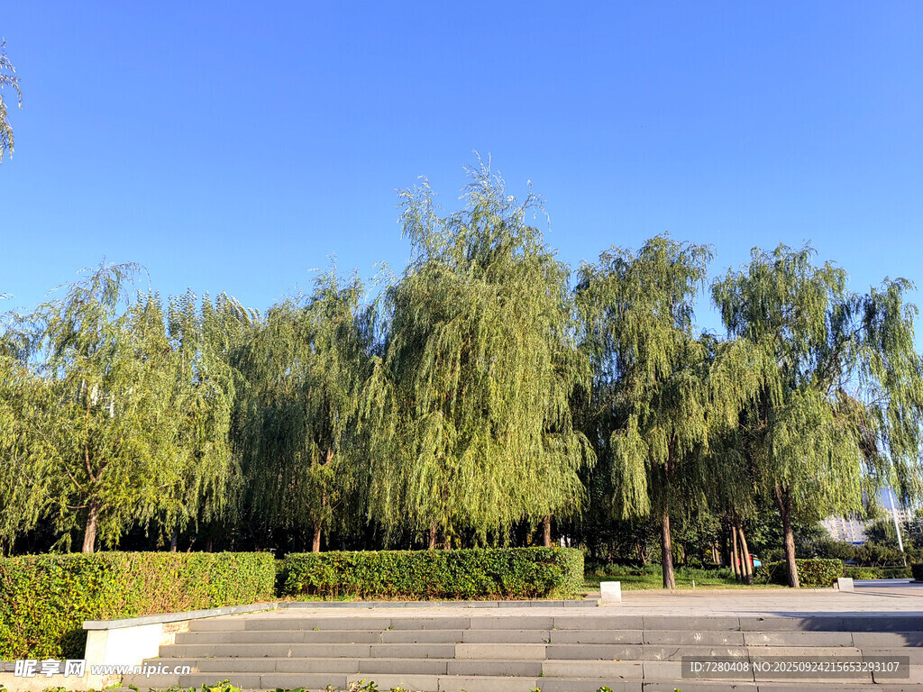 藍天垂柳下的開闊景致