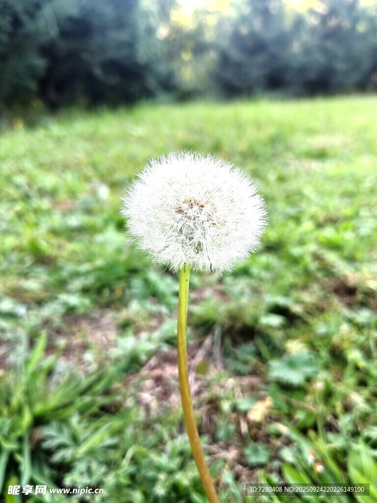 草地上的白色蒲公英