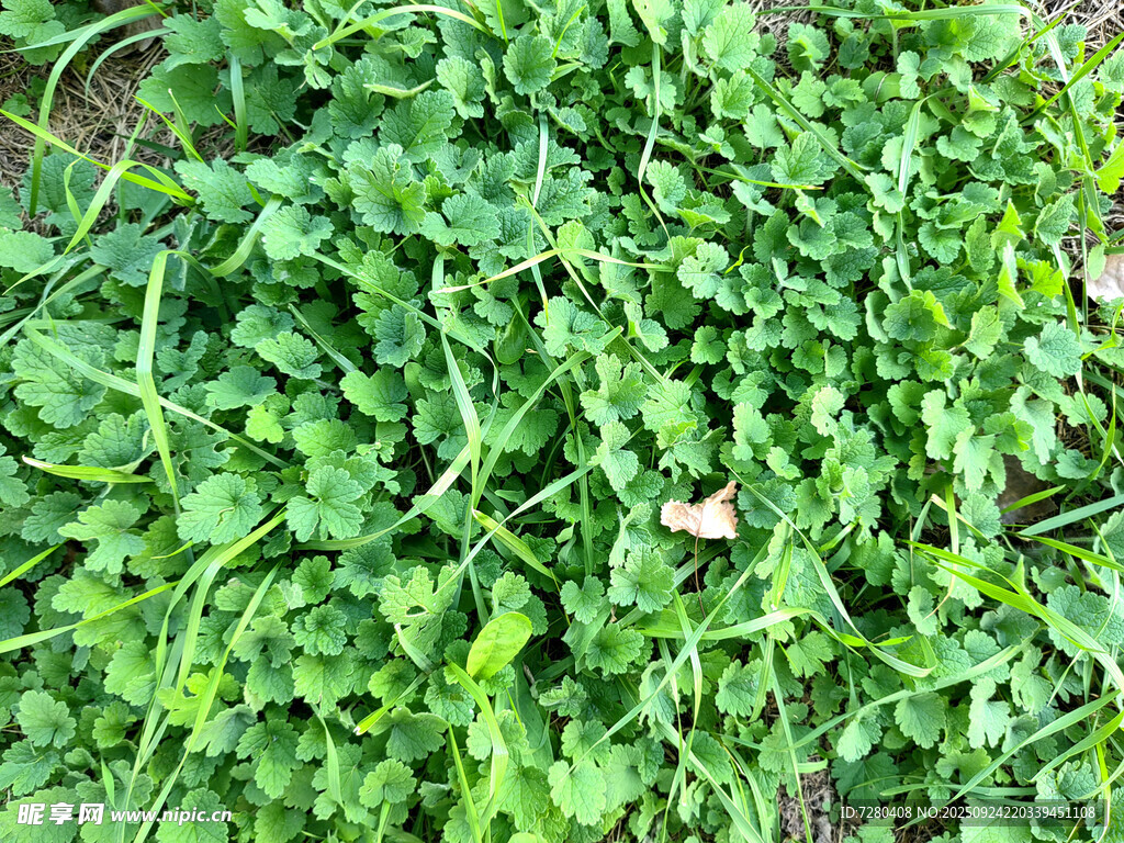 翠綠鮮嫩的蔬菜植物