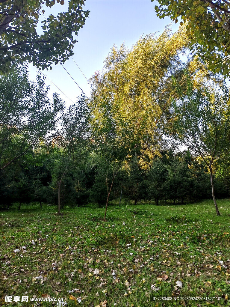 秋日林間草地美景