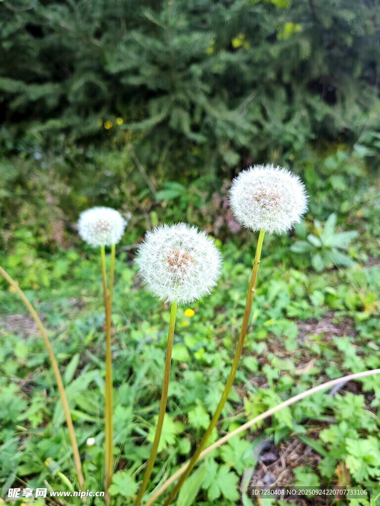 草地上的蒲公英