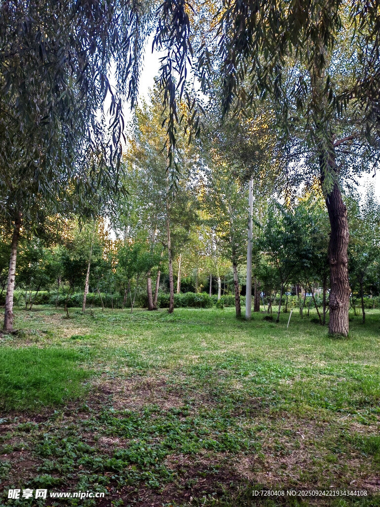 林間草地靜謐自然之景