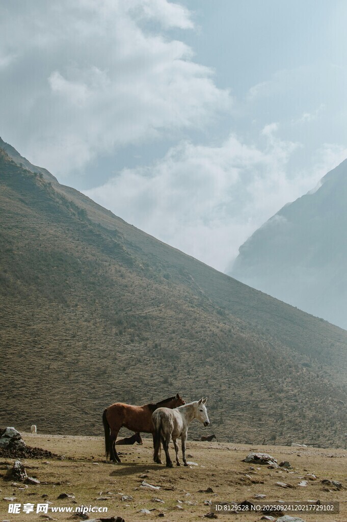 山間曠野的兩匹馬