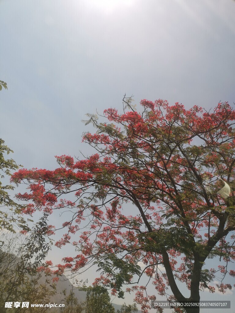 陽光下盛開的紅花樹