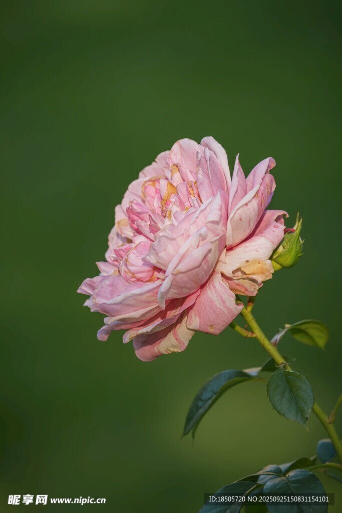 嬌艷粉色月季花特寫(xiě)