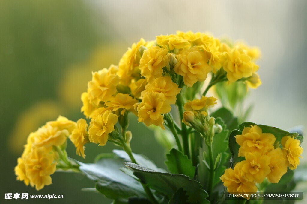 黃色長(zhǎng)壽花綻放