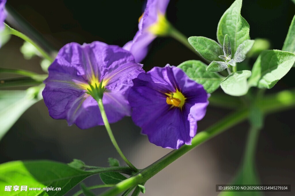 紫色綻放的茄科花卉