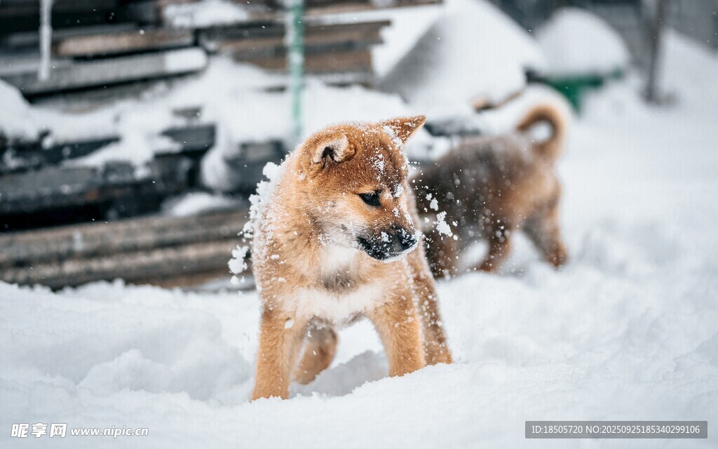 雪地中的可愛小狗