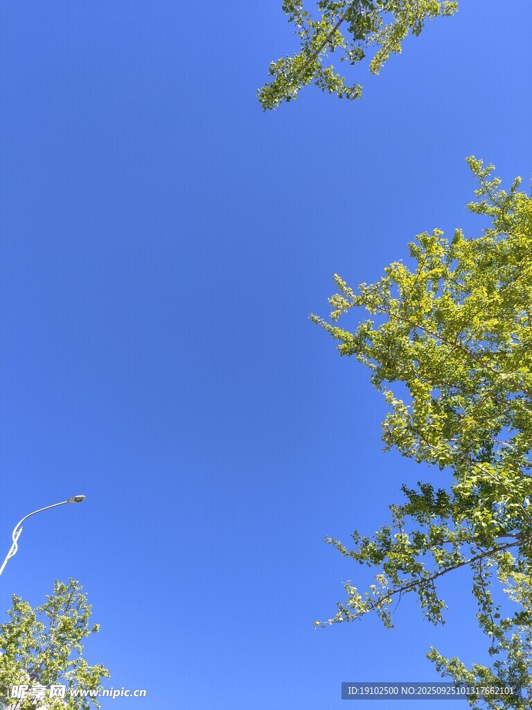 藍(lán)天綠樹間的清新景致