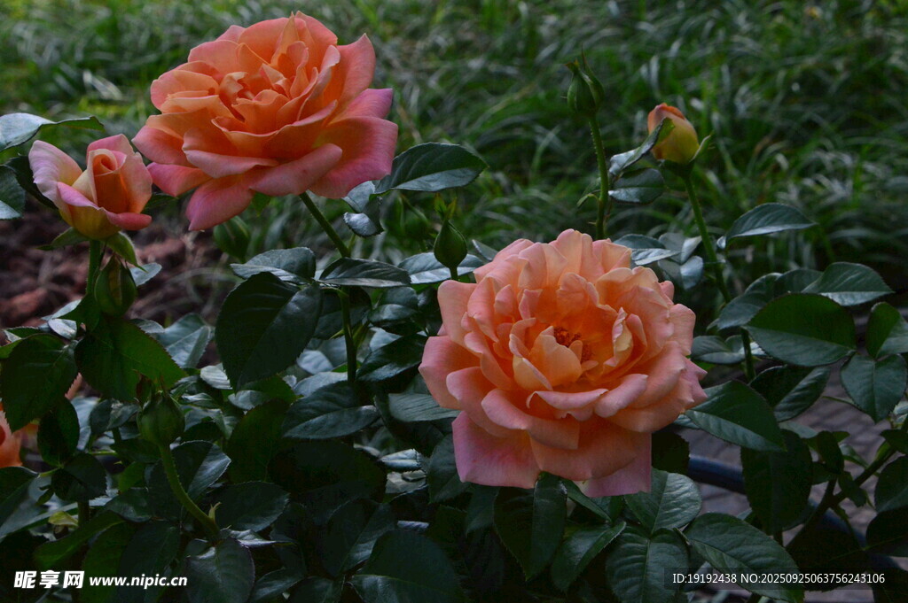 月季花 