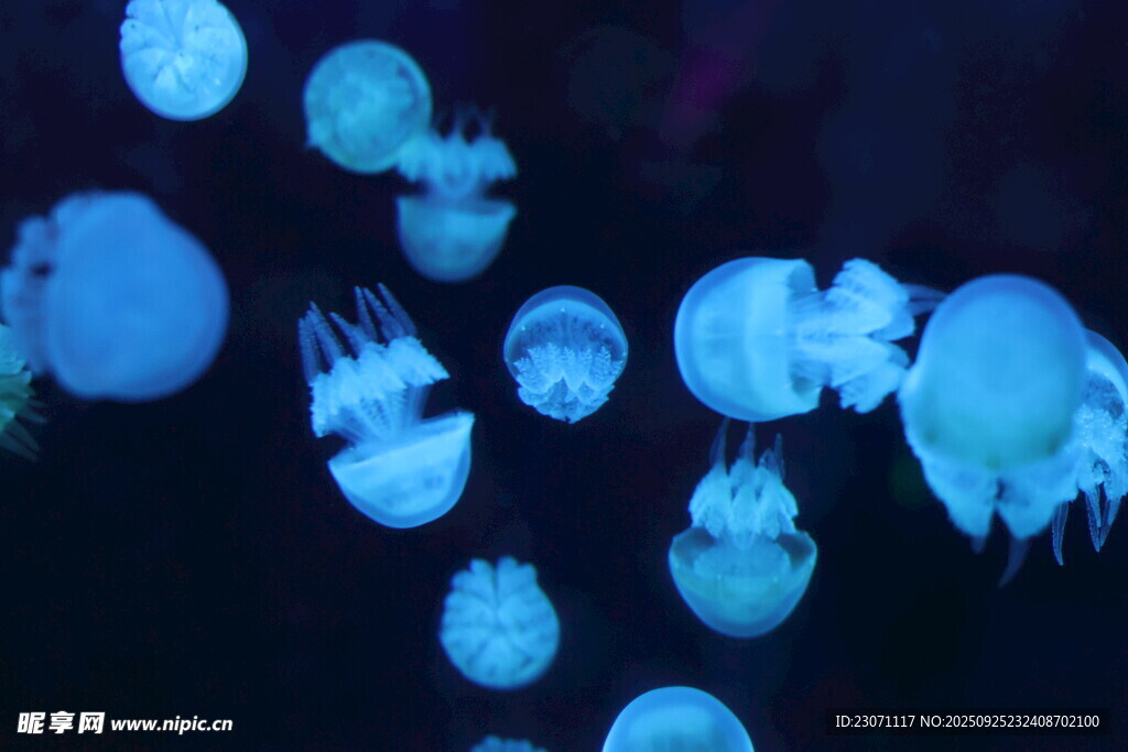 水母 