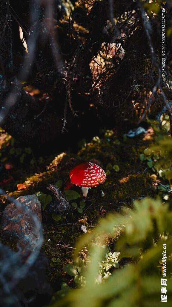 雨林中嬌艷的紅色蘑菇