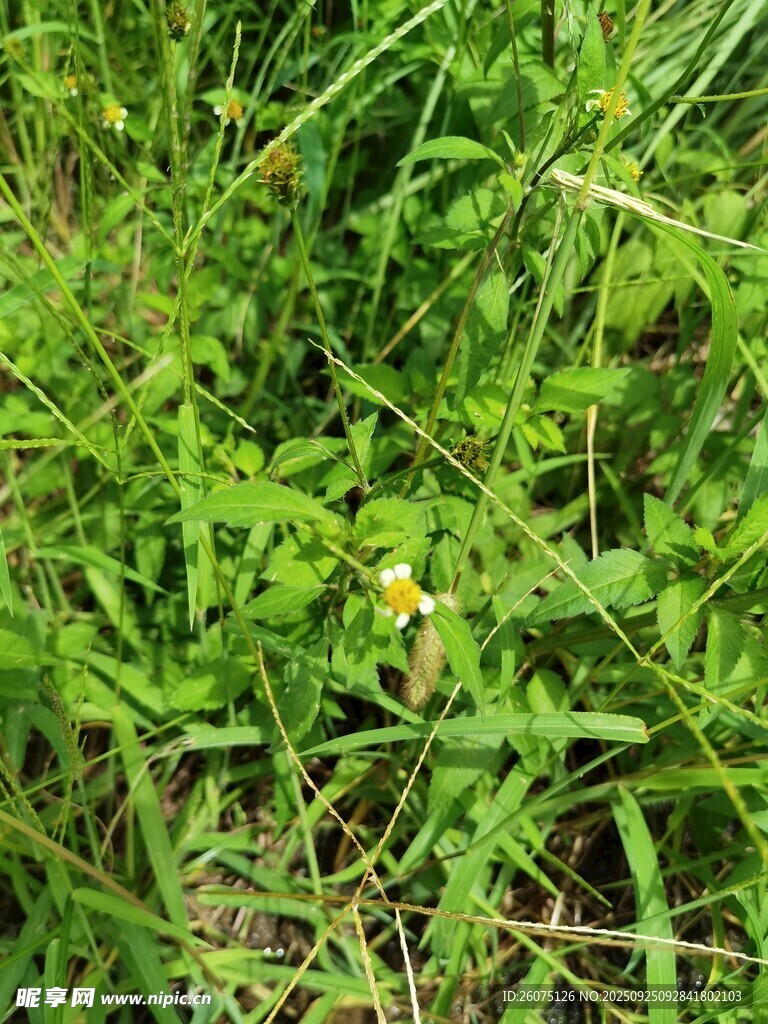 翠綠繁茂的草地植物
