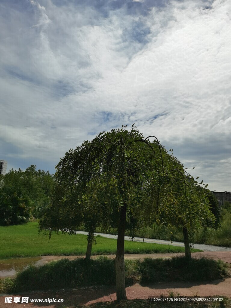 公園中蔥郁樹木與開闊天空